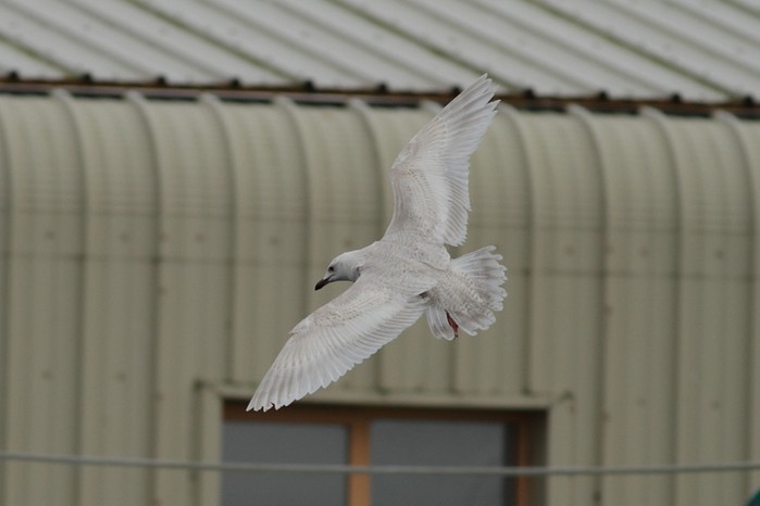 Kumlien's Gull