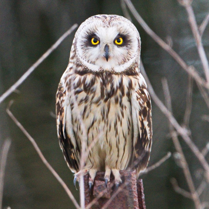 Short-eared Owl