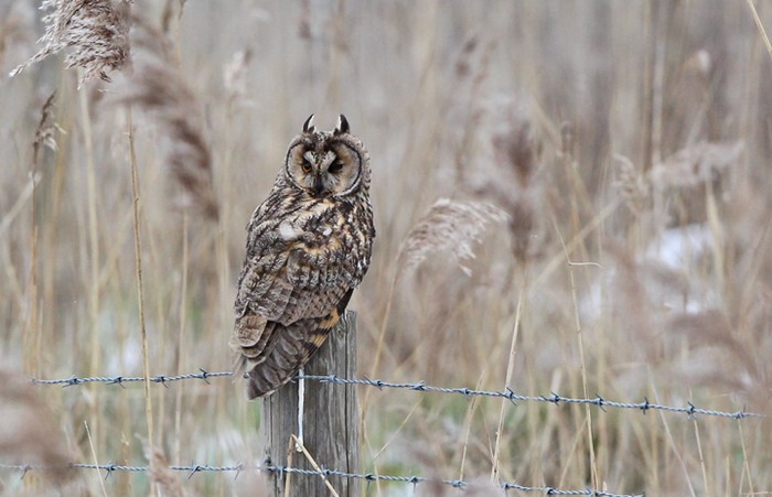 Long-eared Owl