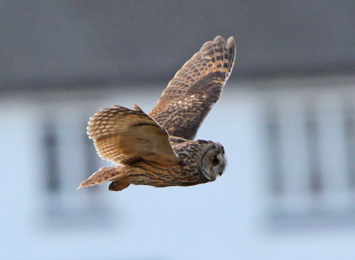 Long-eared Owl