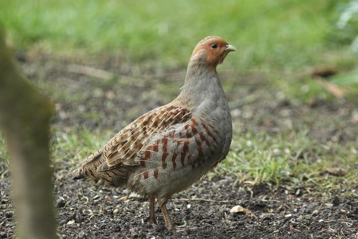 Grey Partridge