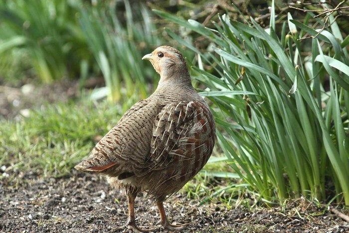 Grey Partridge