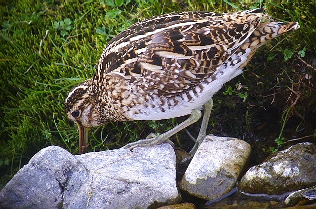 Snipe