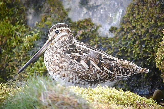 Snipe