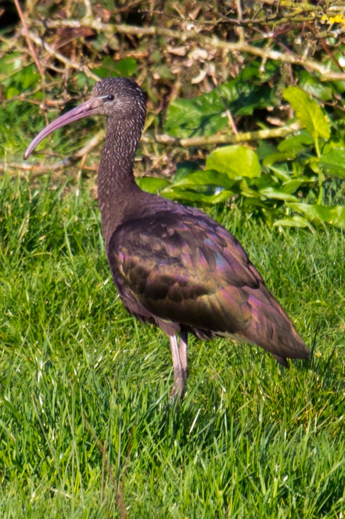 Glossy Ibis