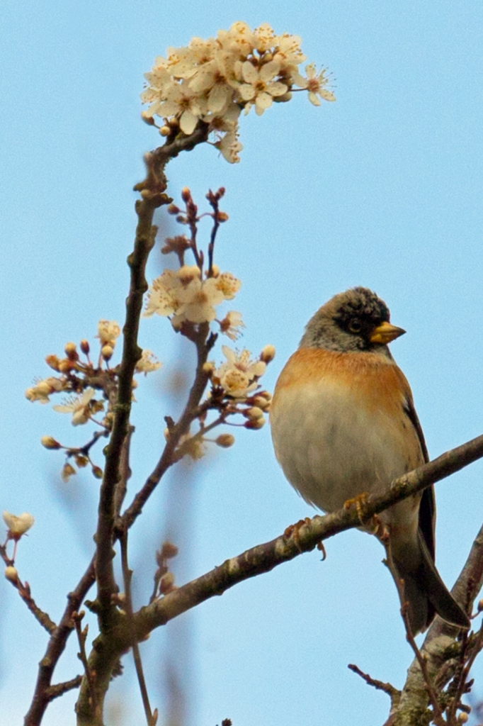 Brambling