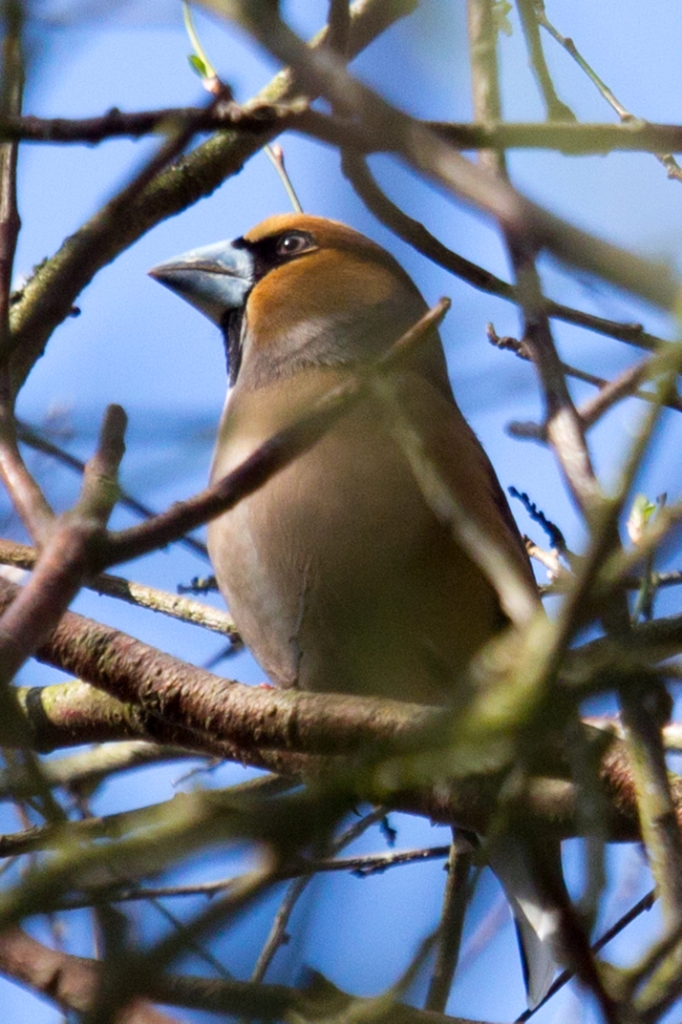 Hawfinch