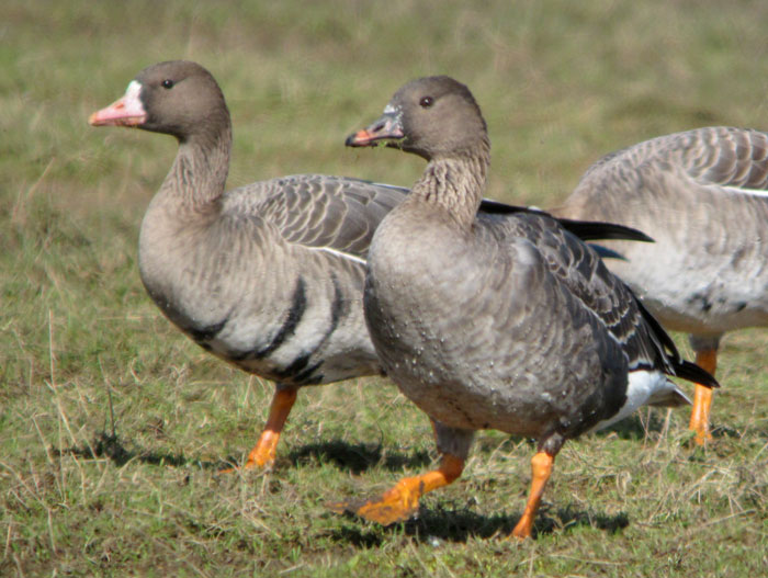 Tundra Bean Goose