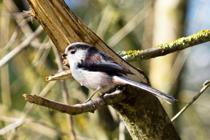 Long-tailed Tit
