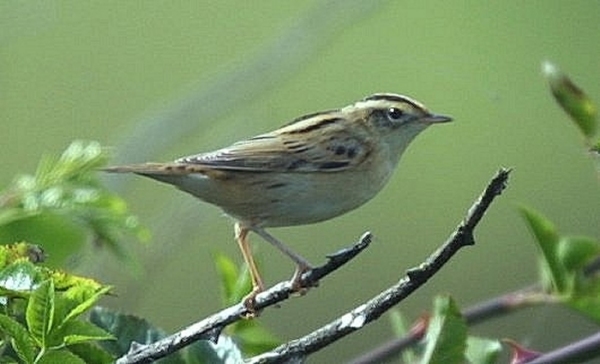 Aquatic Warbler