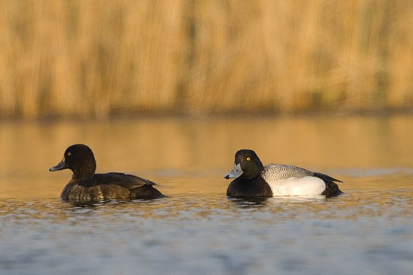 Lesser Scaup