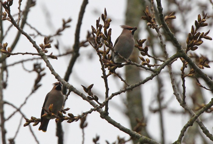 Waxwing