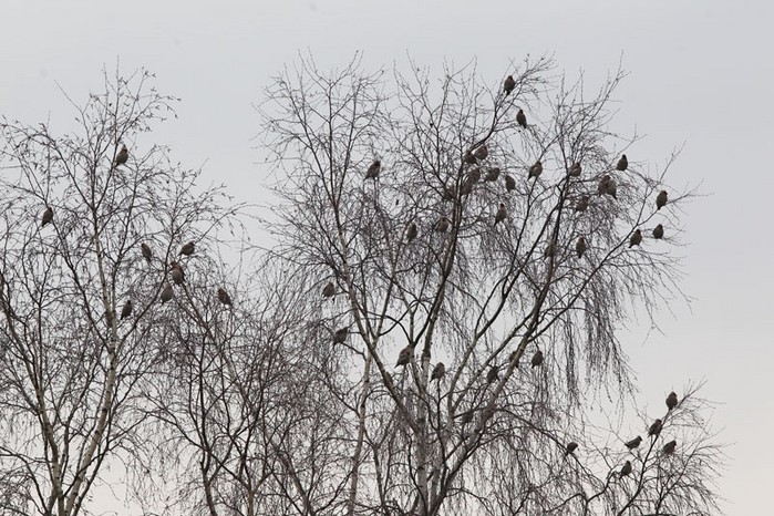 Waxwing