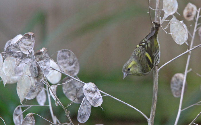 Siskin