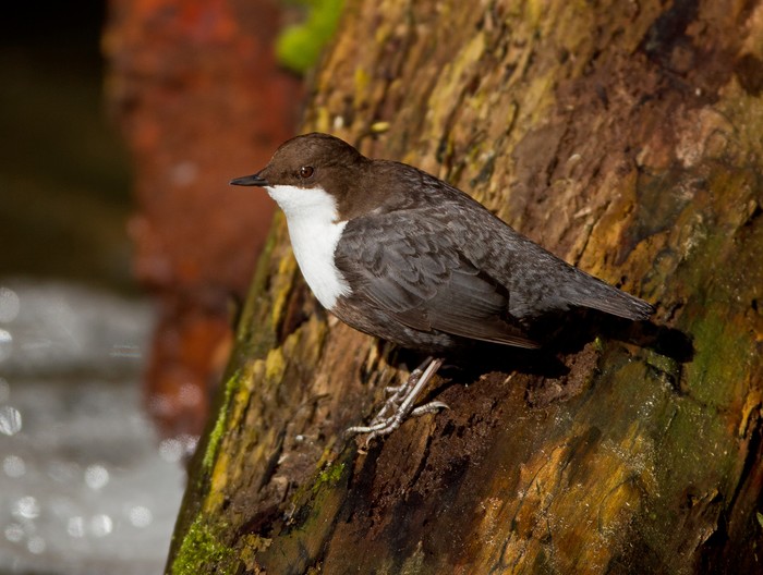 Black-bellied Dipper