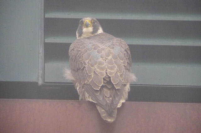 Peregrine