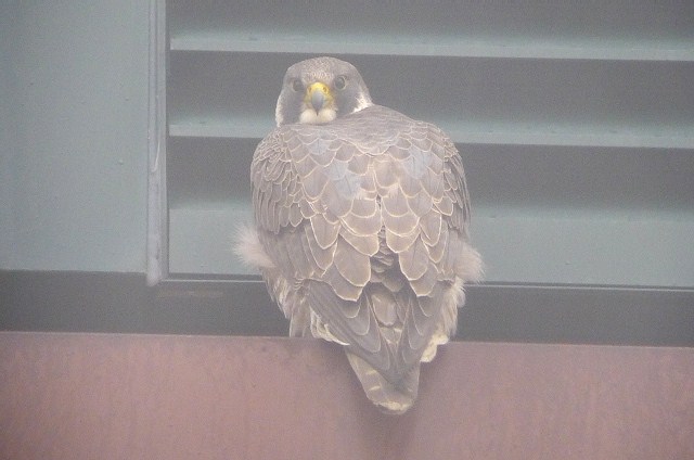 Peregrine