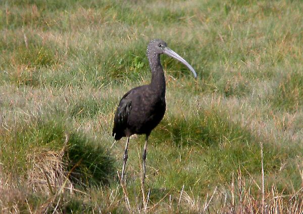 Glossy Ibis