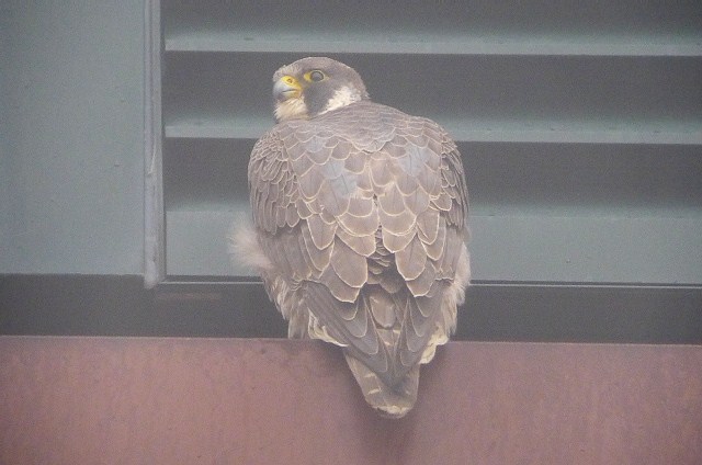 Peregrine