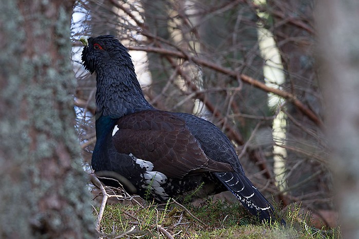 Capercaillie