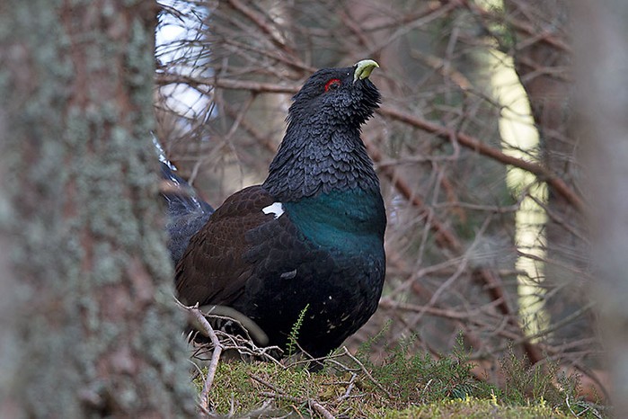 Capercaillie