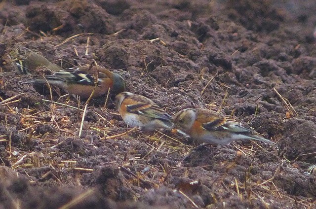 Brambling