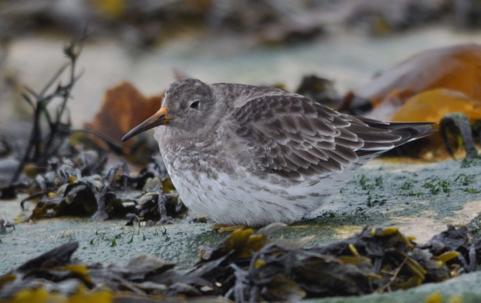 Purple Sandpiper