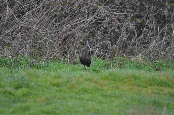 Glossy Ibis