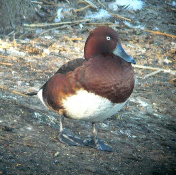 Ferruginous Duck