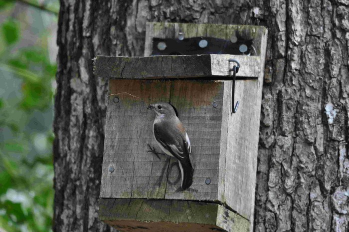 Pied Flycatcher
