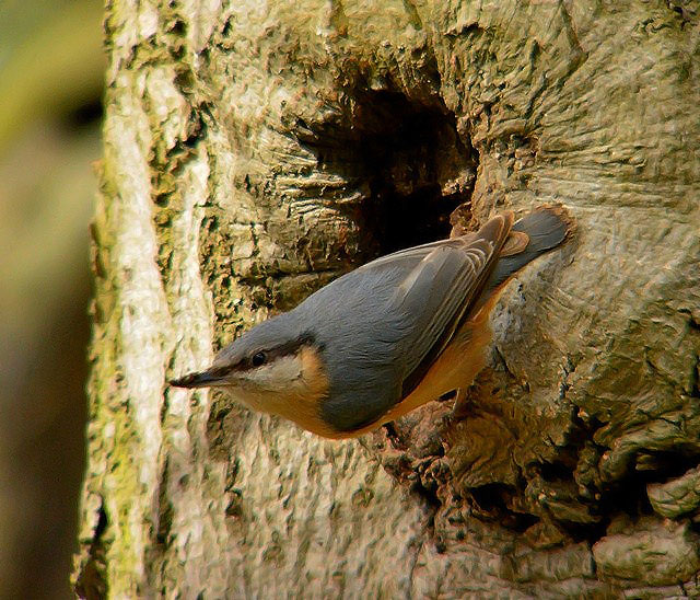 Nuthatch