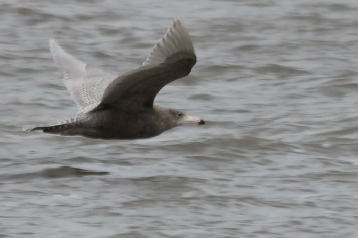 Glaucous Gull