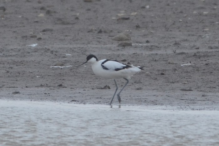 Avocet