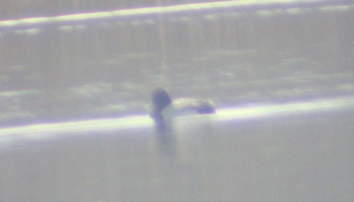 Lesser Scaup