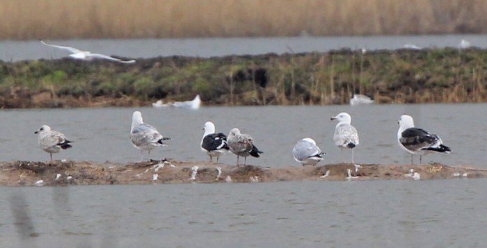 Caspian Gull