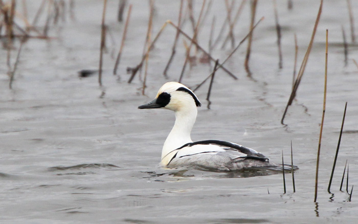 Smew