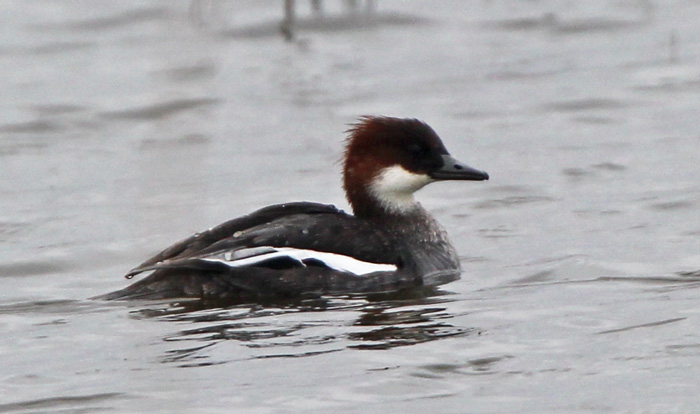Smew