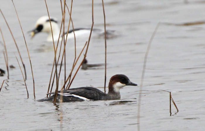 Smew