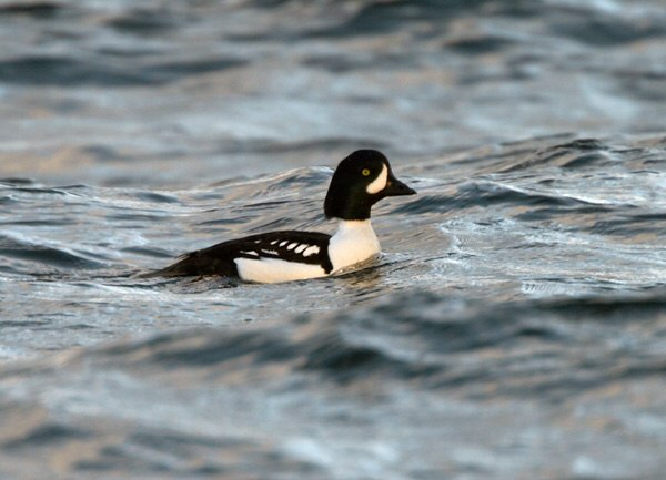 Barrow's Goldeneye