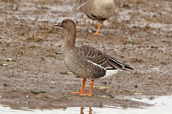 Tundra Bean Goose