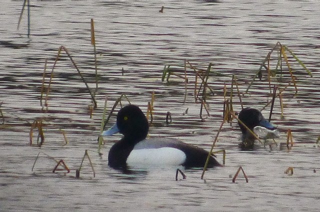 Lesser Scaup