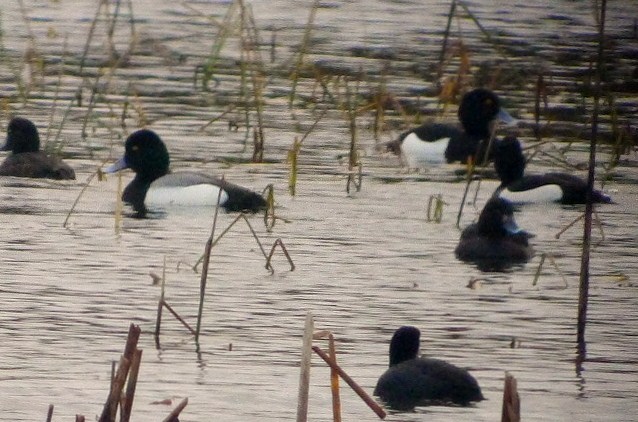 Lesser Scaup