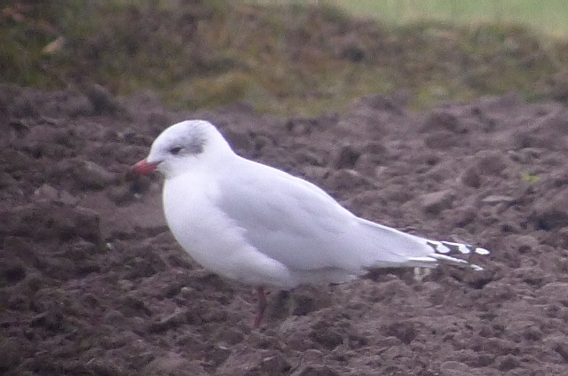 Mediterranean Gull