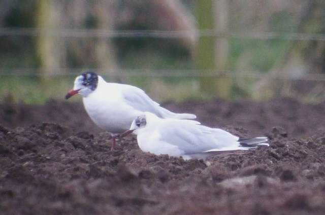 Mediterranean Gull