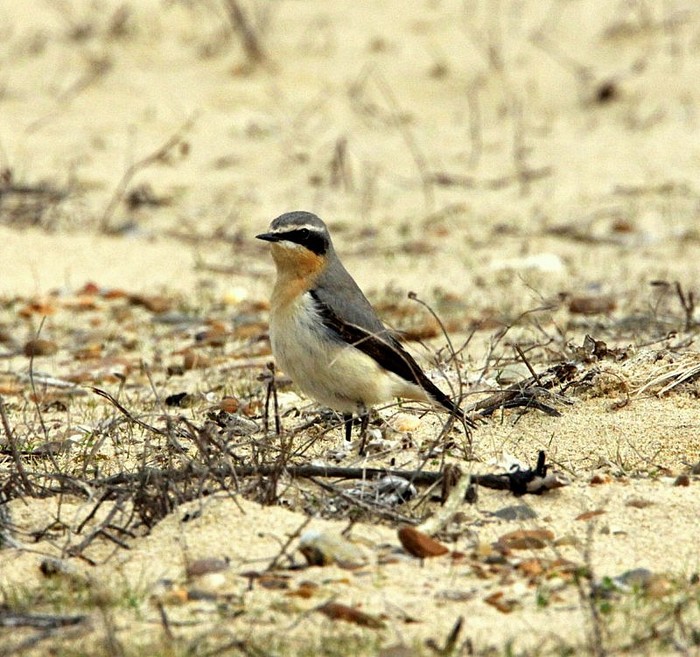 Wheatear