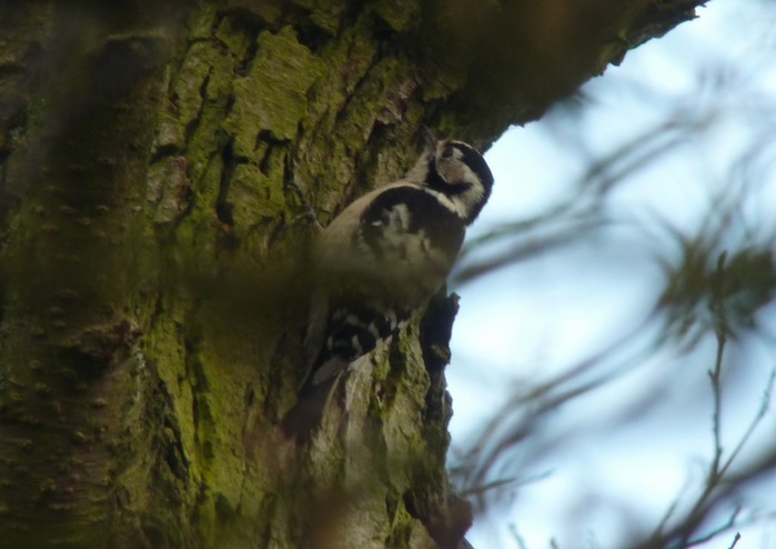 Lesser Spotted Woodpecker