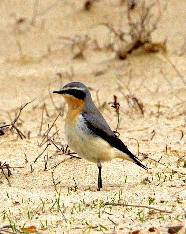 Wheatear