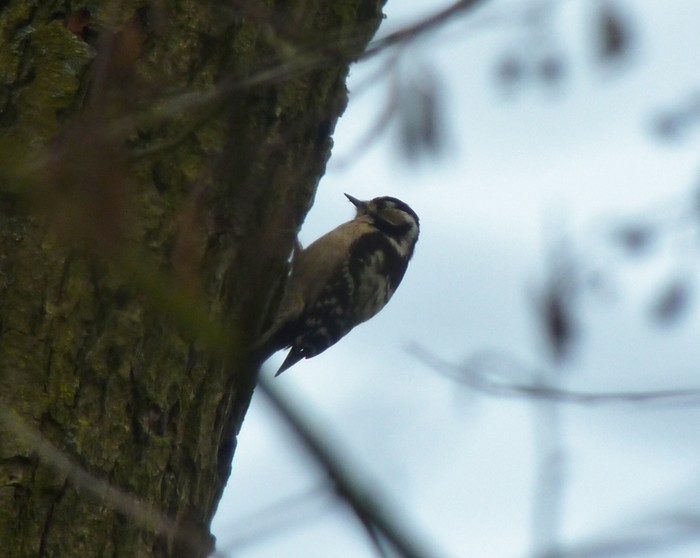 Lesser Spotted Woodpecker