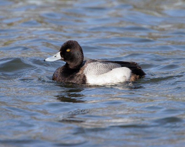 Lesser Scaup