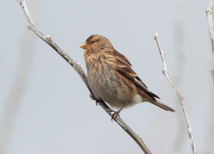 Twite